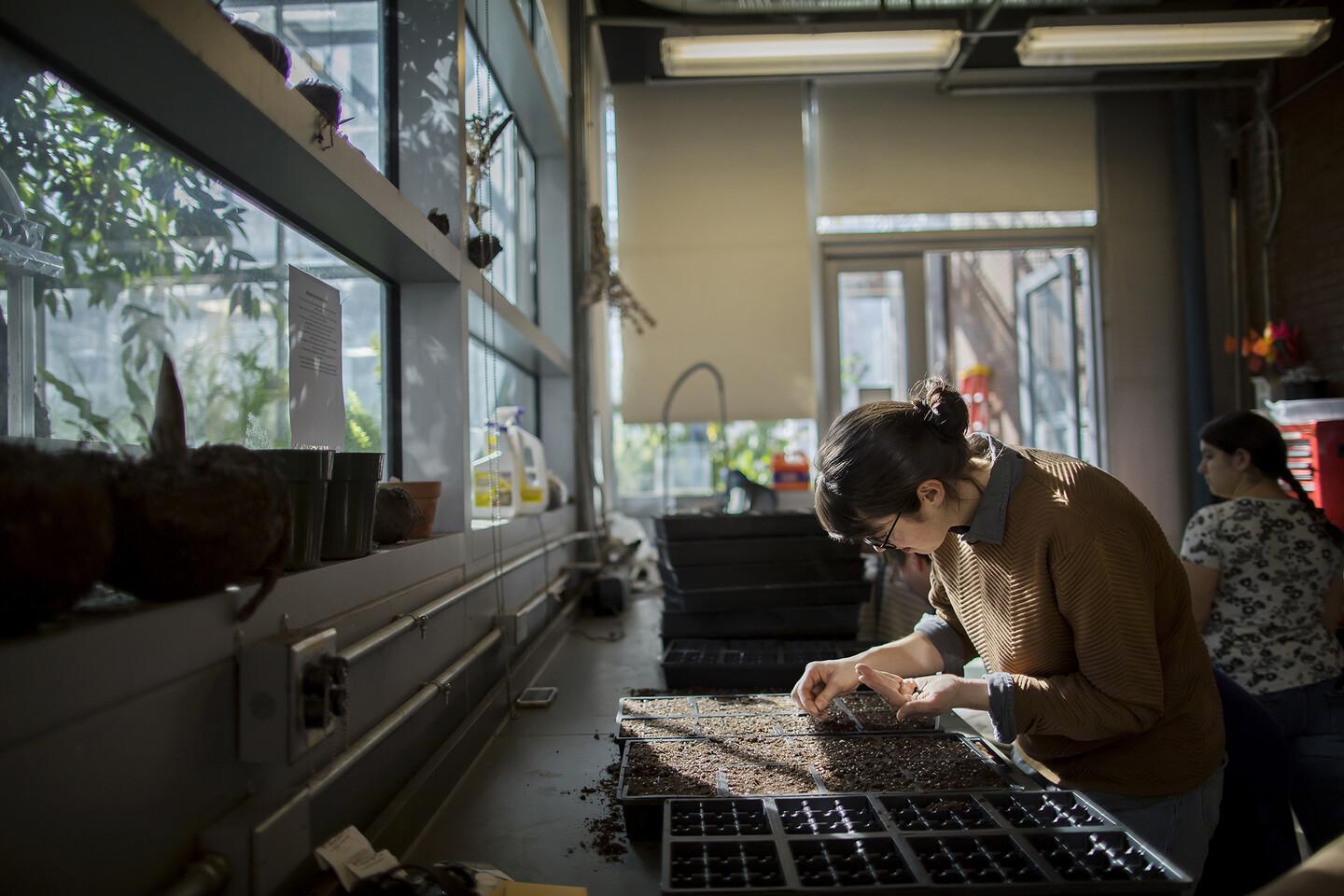 gardener planting seeds in a tray