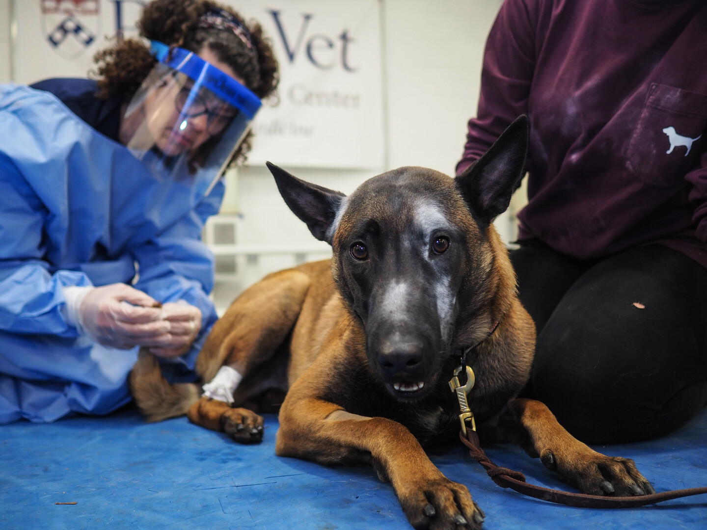 Vet_Police_Dog