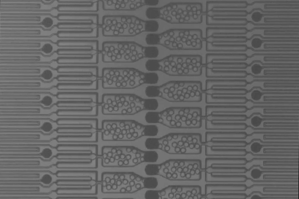 microparticles 3