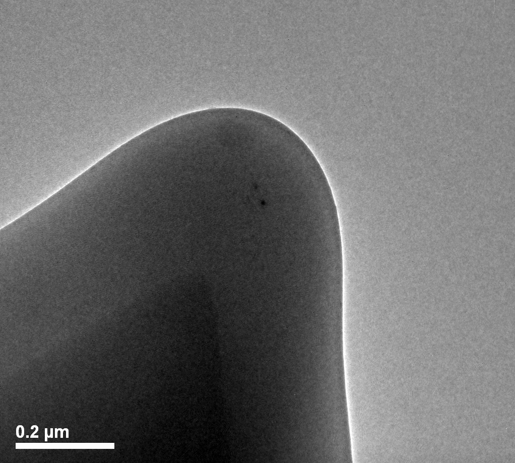 afm image