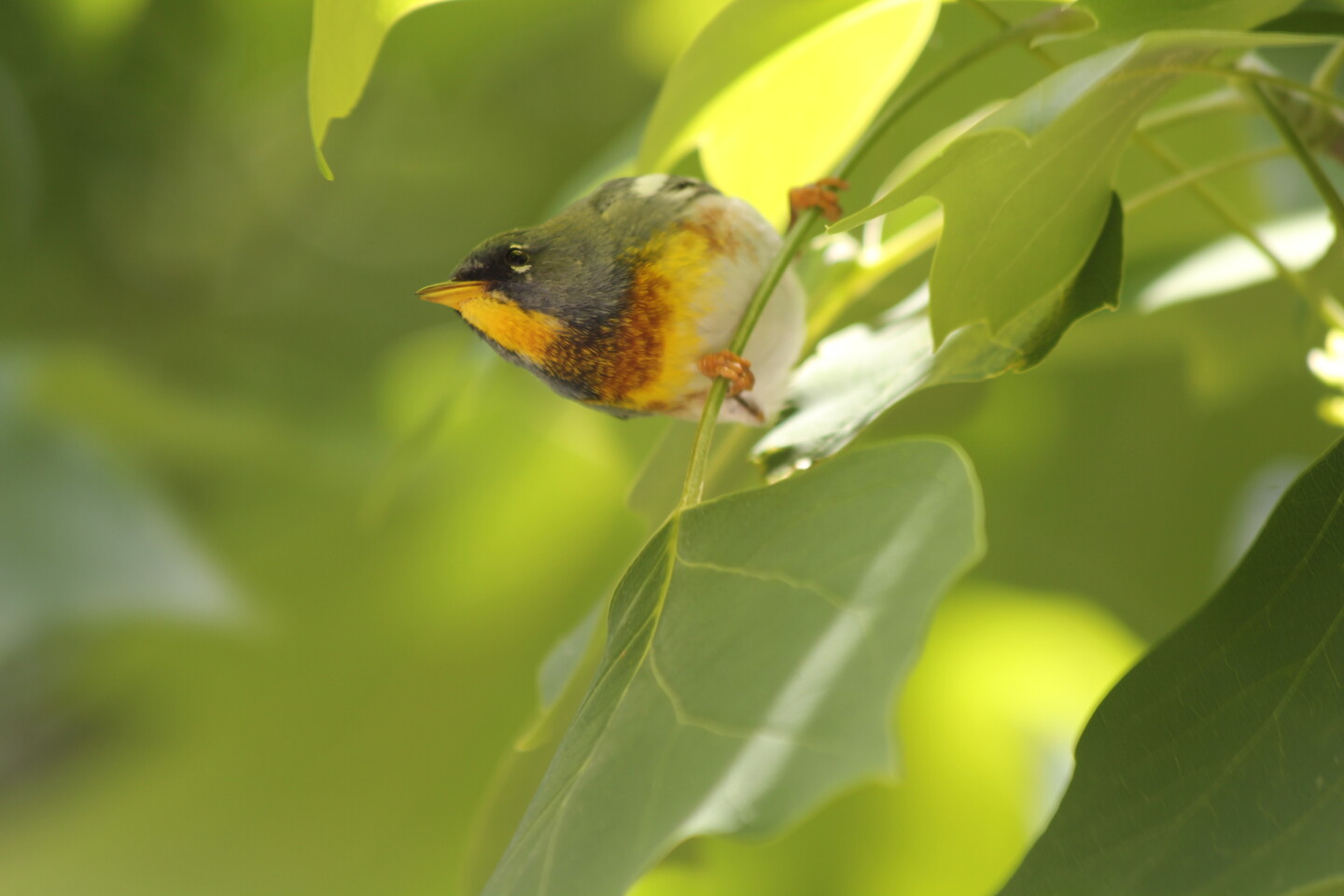 Cerwinka.parula