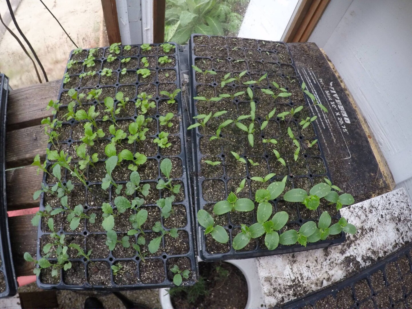 Veggie starts
