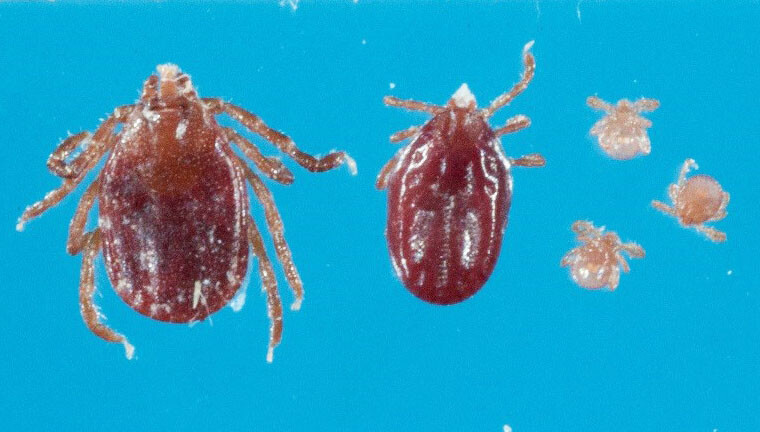 Exotic tick in New Jersey