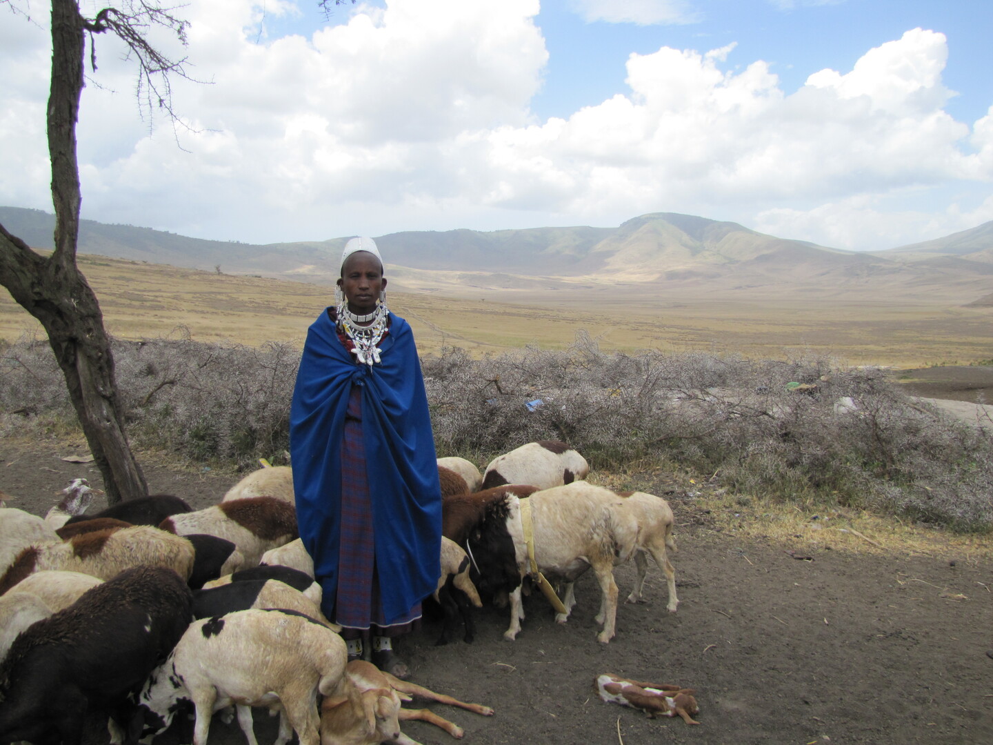 A woman in a bright blue cape, white jewelry, and a white cap with livestock in a mountainous setting.