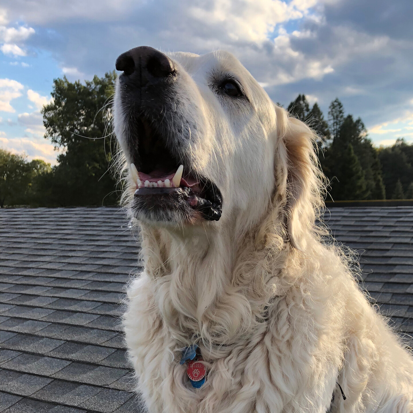 sammy the dog