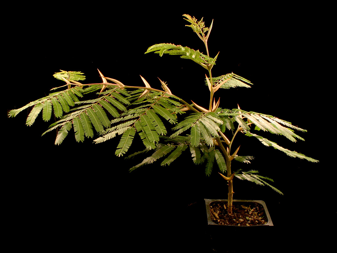 vachellia collinsii tree with swollen thorns growing in a pot