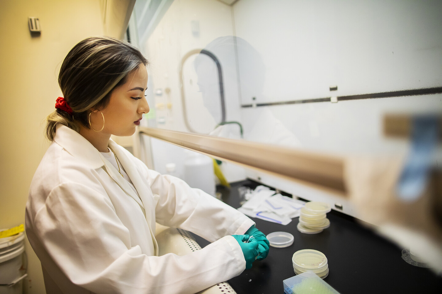 padilla working with a petri dish of ecoli inside of a chemical hood