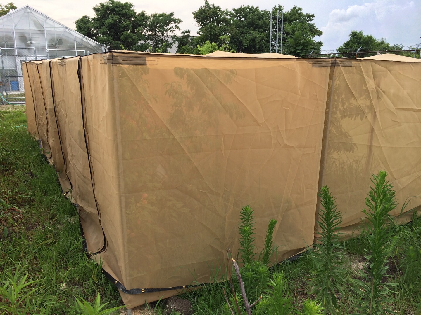 A series of mesh cube-shaped tents erected outside, each containing a small tree