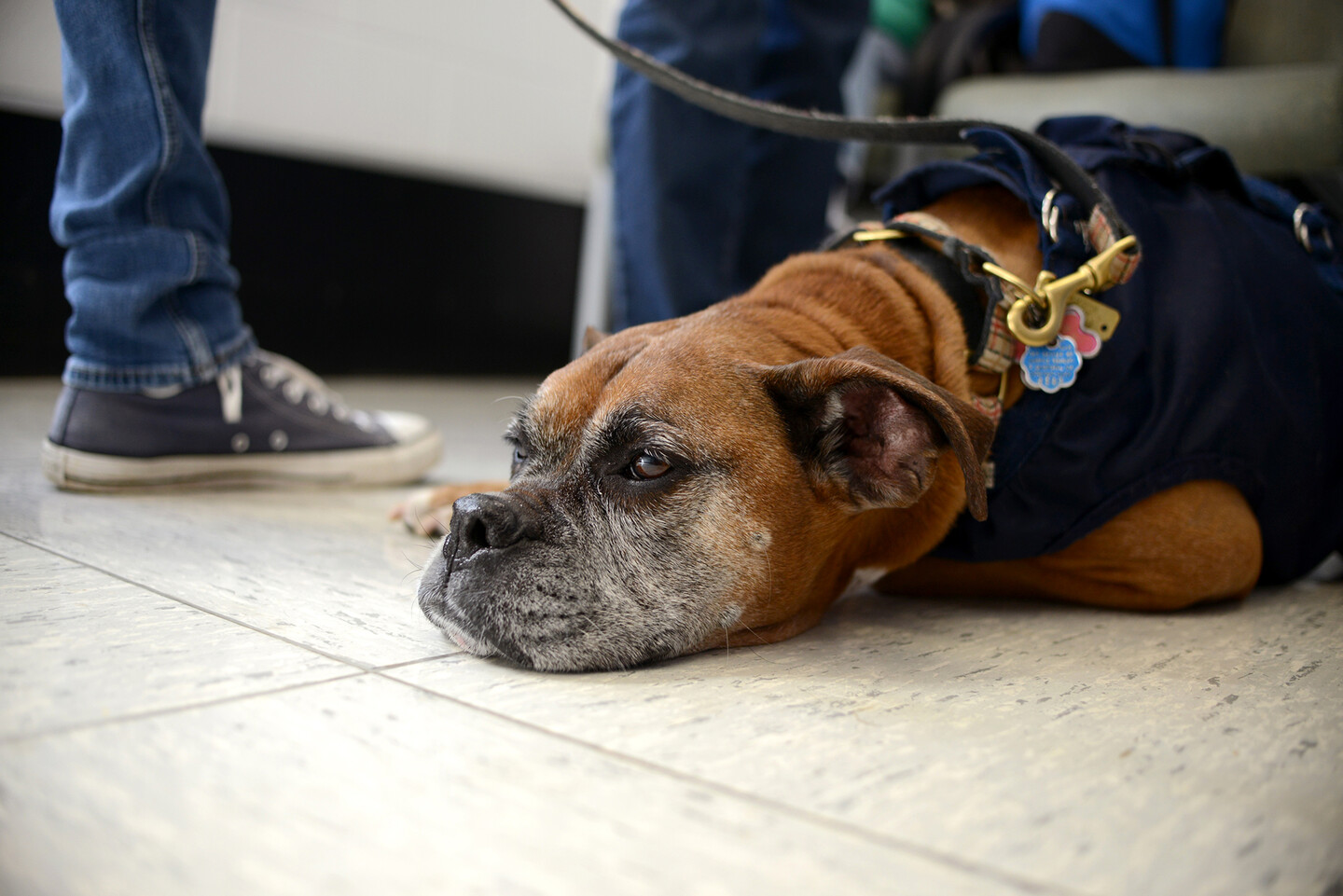 sophie the boxer at penn vet waiting room