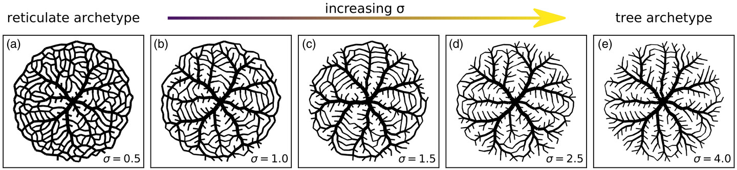 from left to right, with increasing sigma, the variety of network phenotypes that were produced by the researchers model, starting with "reticulated archetype" on the left and "tree archetype" on the right