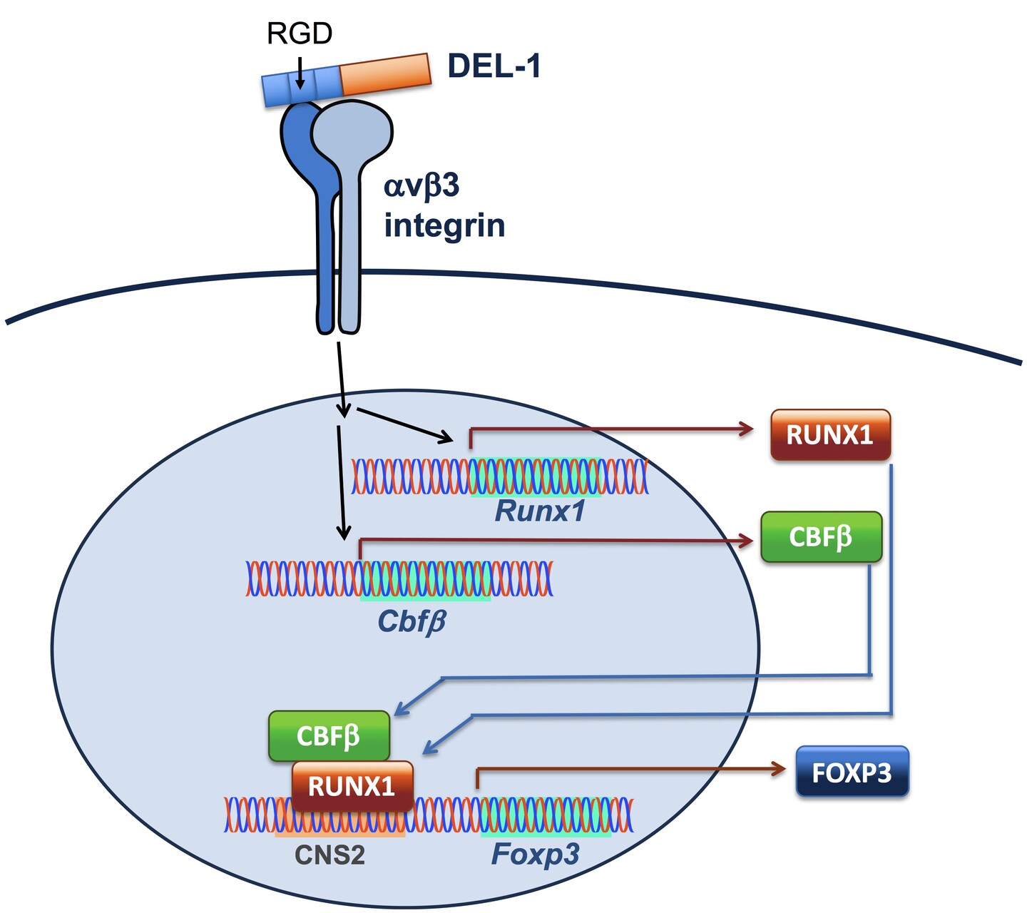 Scientific diagram shows how protein called DEL-1 leads to a T cell expressing FOXP3