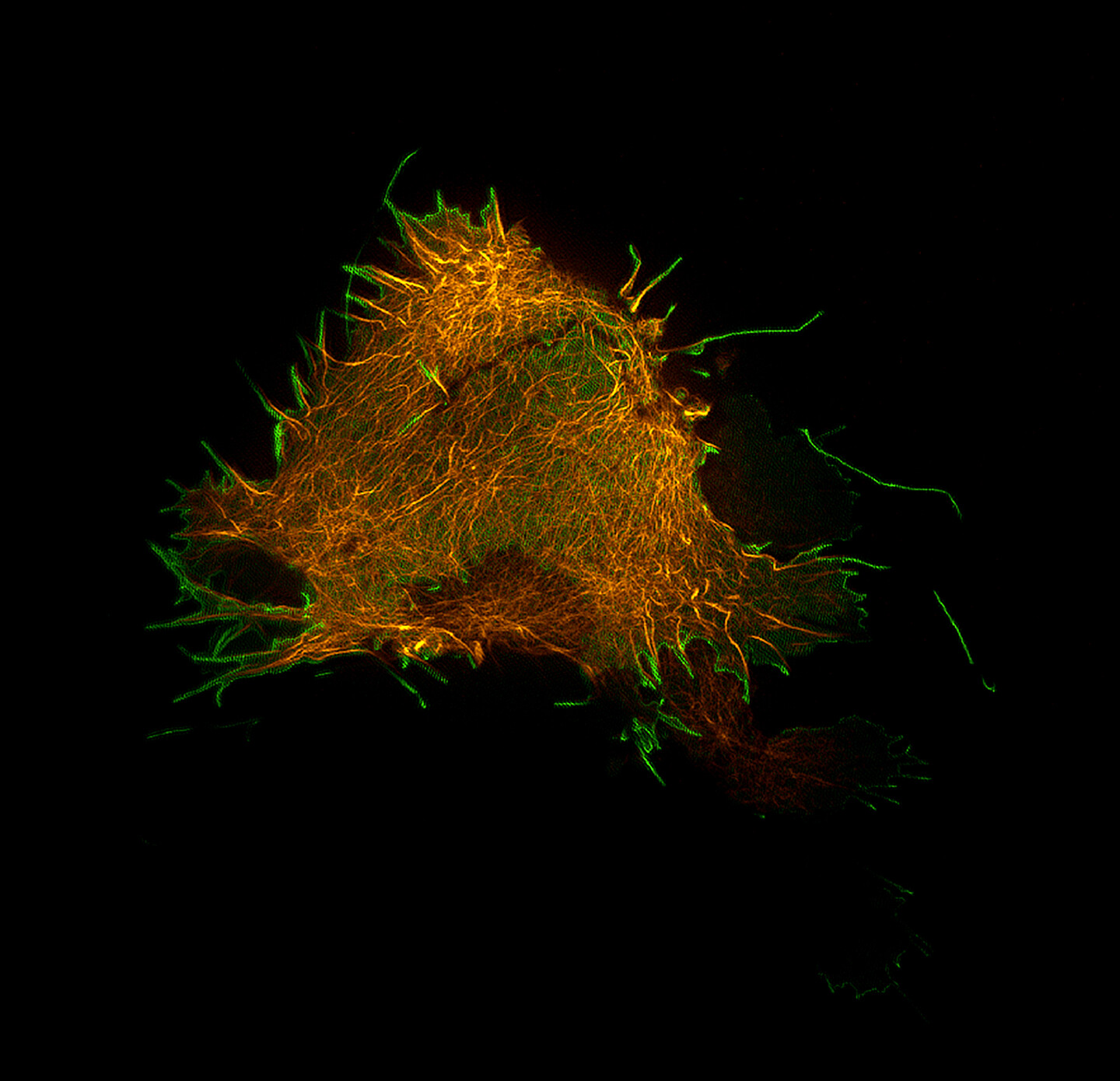 A fluorescent microscopic image of a cell labeled in orange with virus particles emerging from it labeled green.