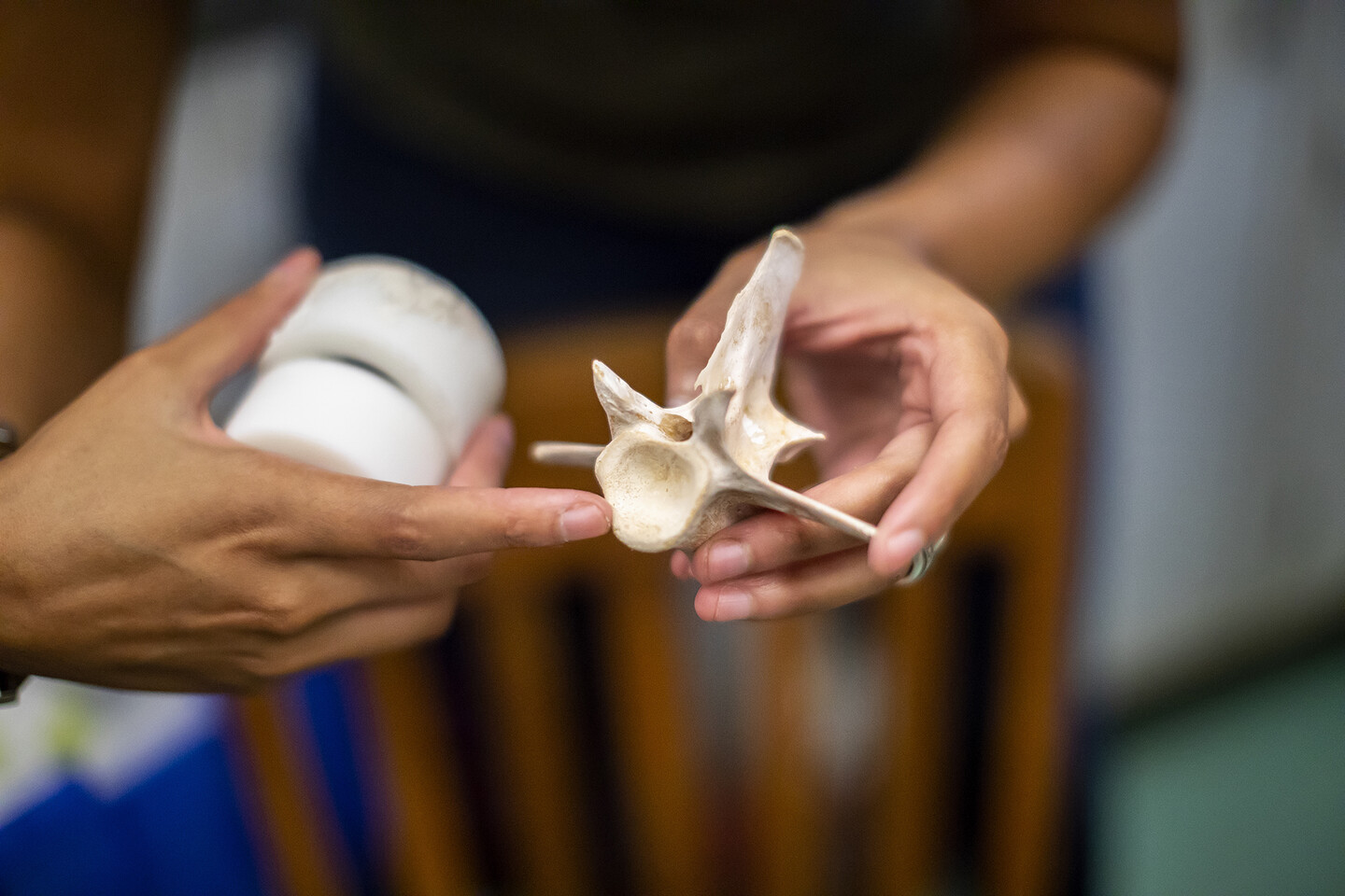 Close up of person holding model vertebra