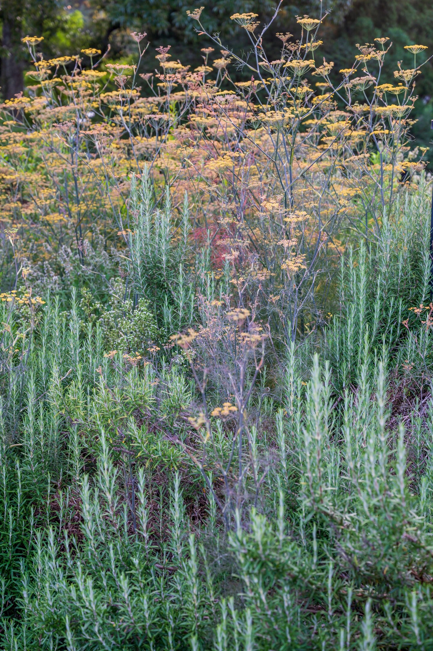 Vertical fennel and rosemary