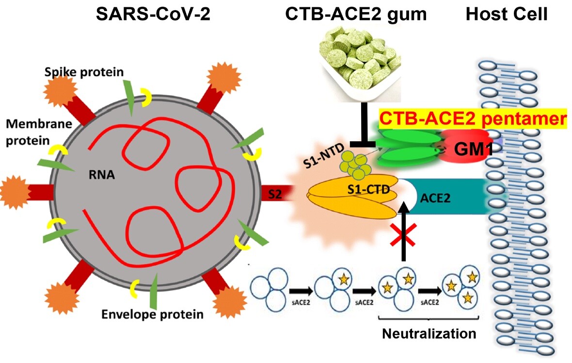 Graphic showing how the SARS-CoV-2 virus can be neutralized with chewing gum infused with CTB-ACE2 proteins