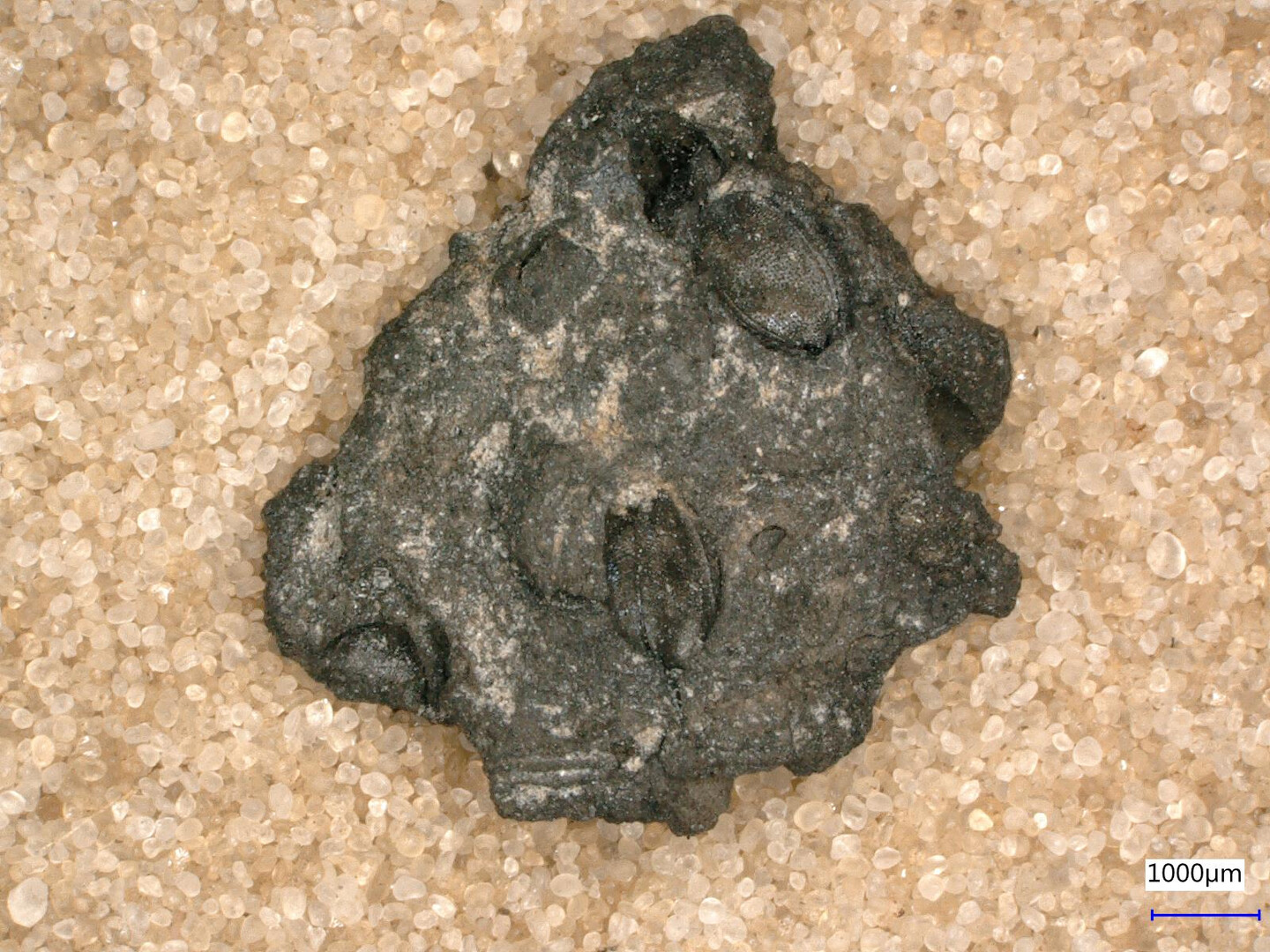 A dark-brown lump on top of a pile of light-brown sand. 