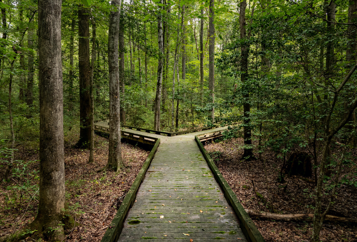 A wooden elevated path in the woods with two choices for directions to take. 