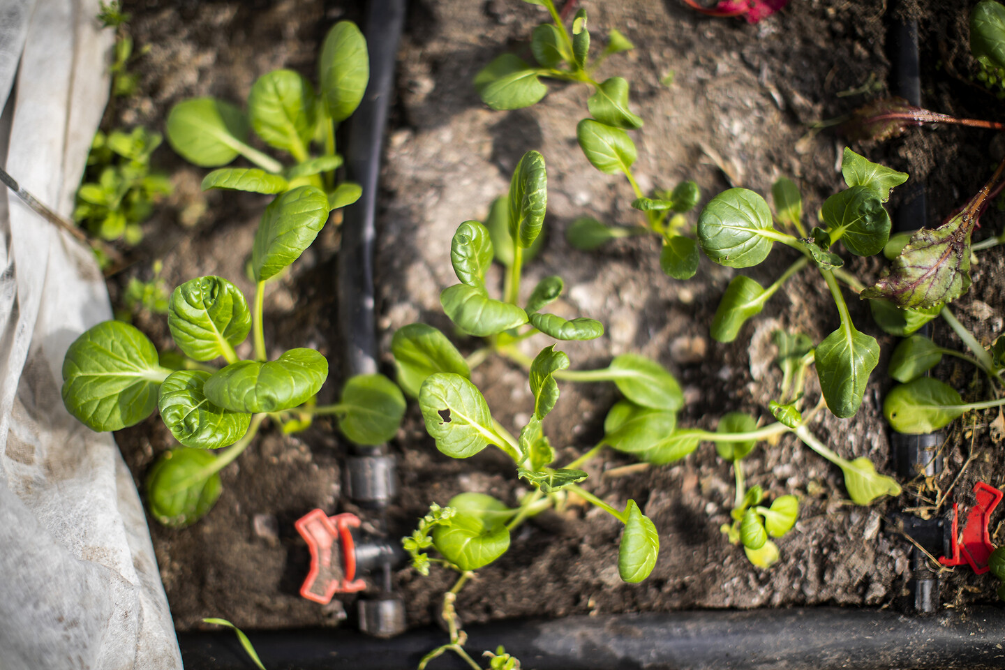 A close-up photo of the vegetable tatsoi. Blurred beneath it are soil, a hose, and a cover.