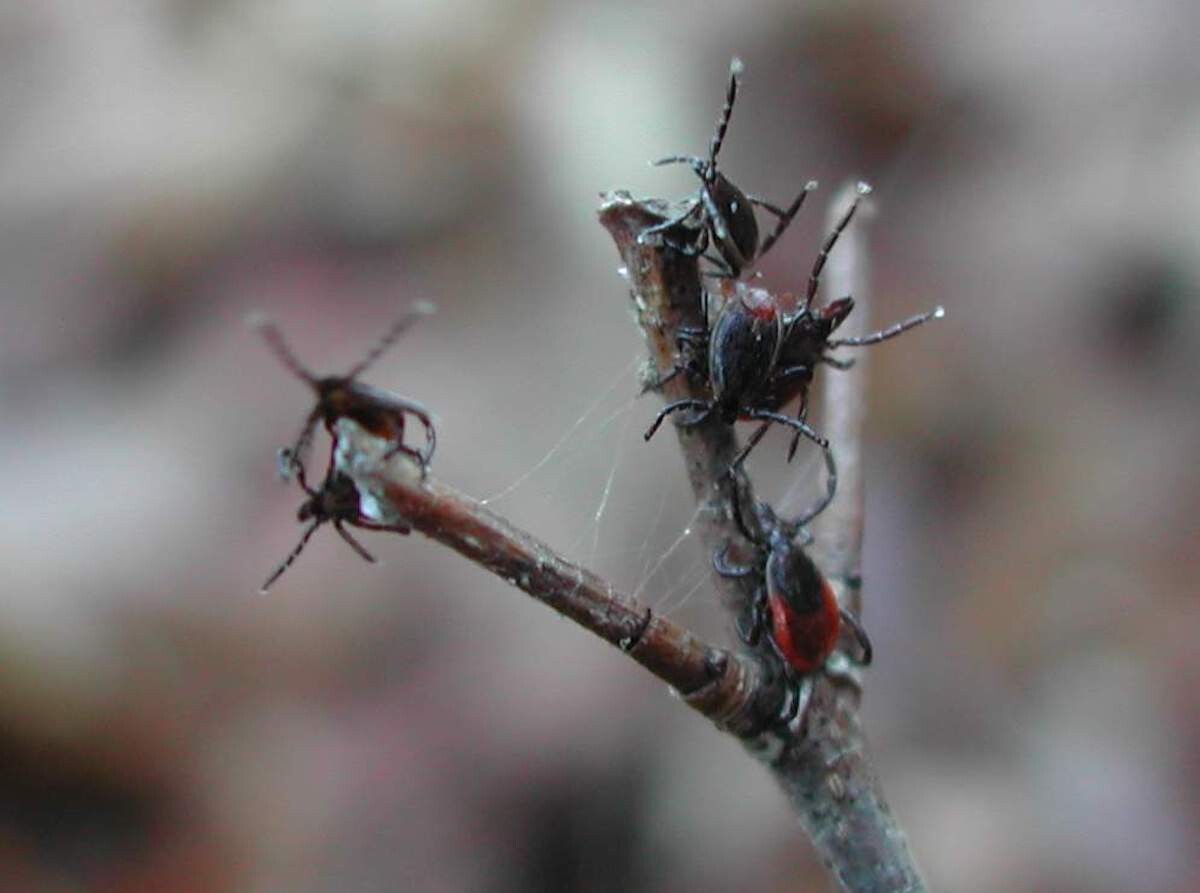 half a dozen ticks crawl up a stick