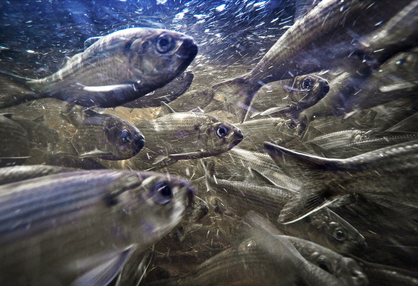 herring swimming