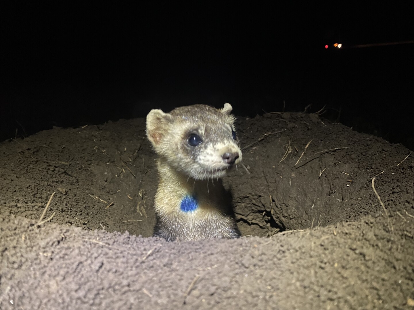 Black footed ferret.