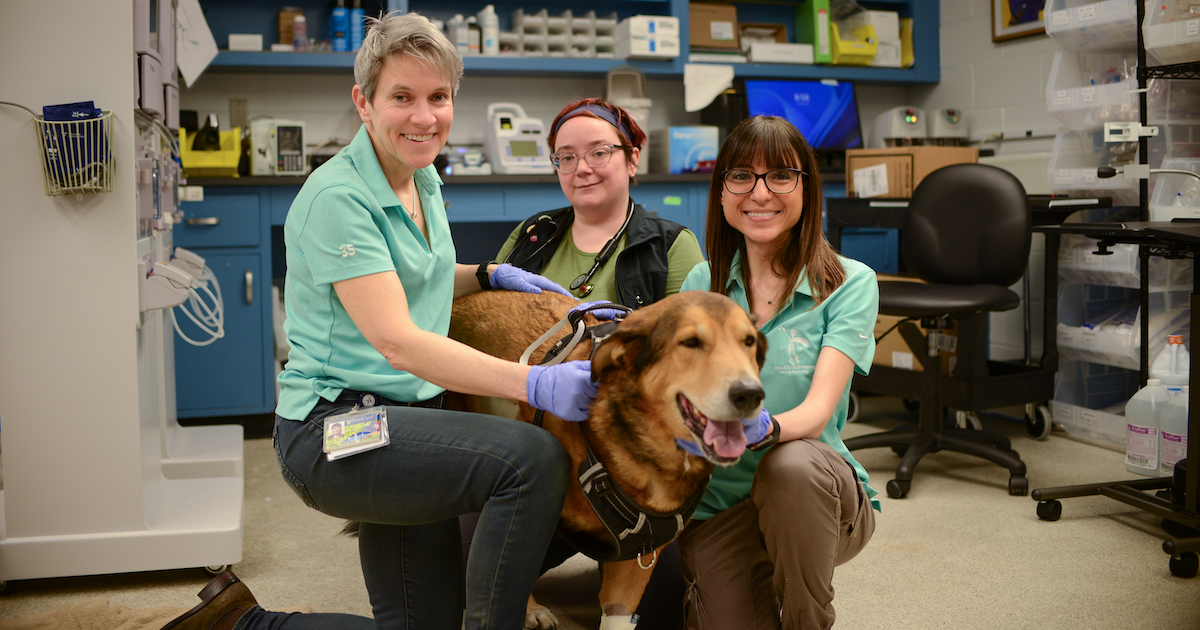 Nicola Mason, Antonia Rotolo, and Mary Beth Boland with Rex, first dog treated on metastatic osteosarcoma trial.