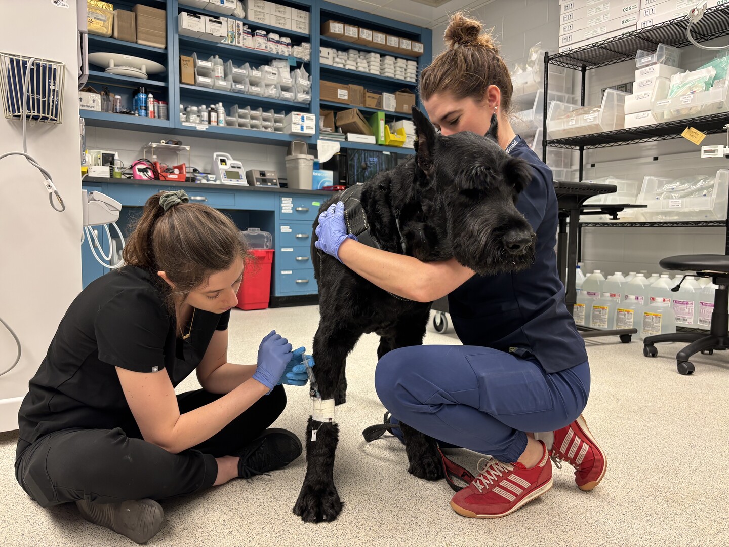 Giant Schnauzer being treated by Grace Edmunds and Kay Foos.