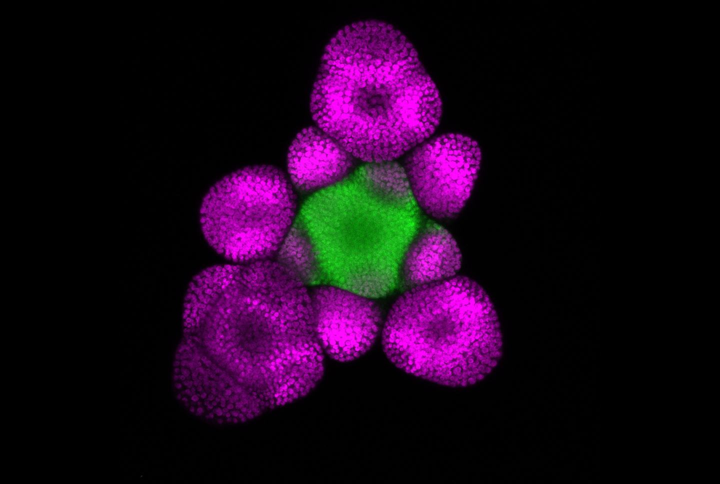 Fluorescent imaging of plant cell.