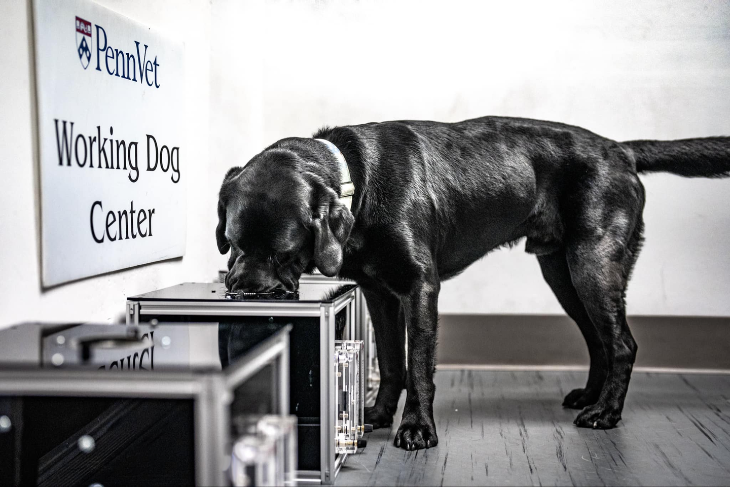 A black lab smelling an odor in an olfactometer.