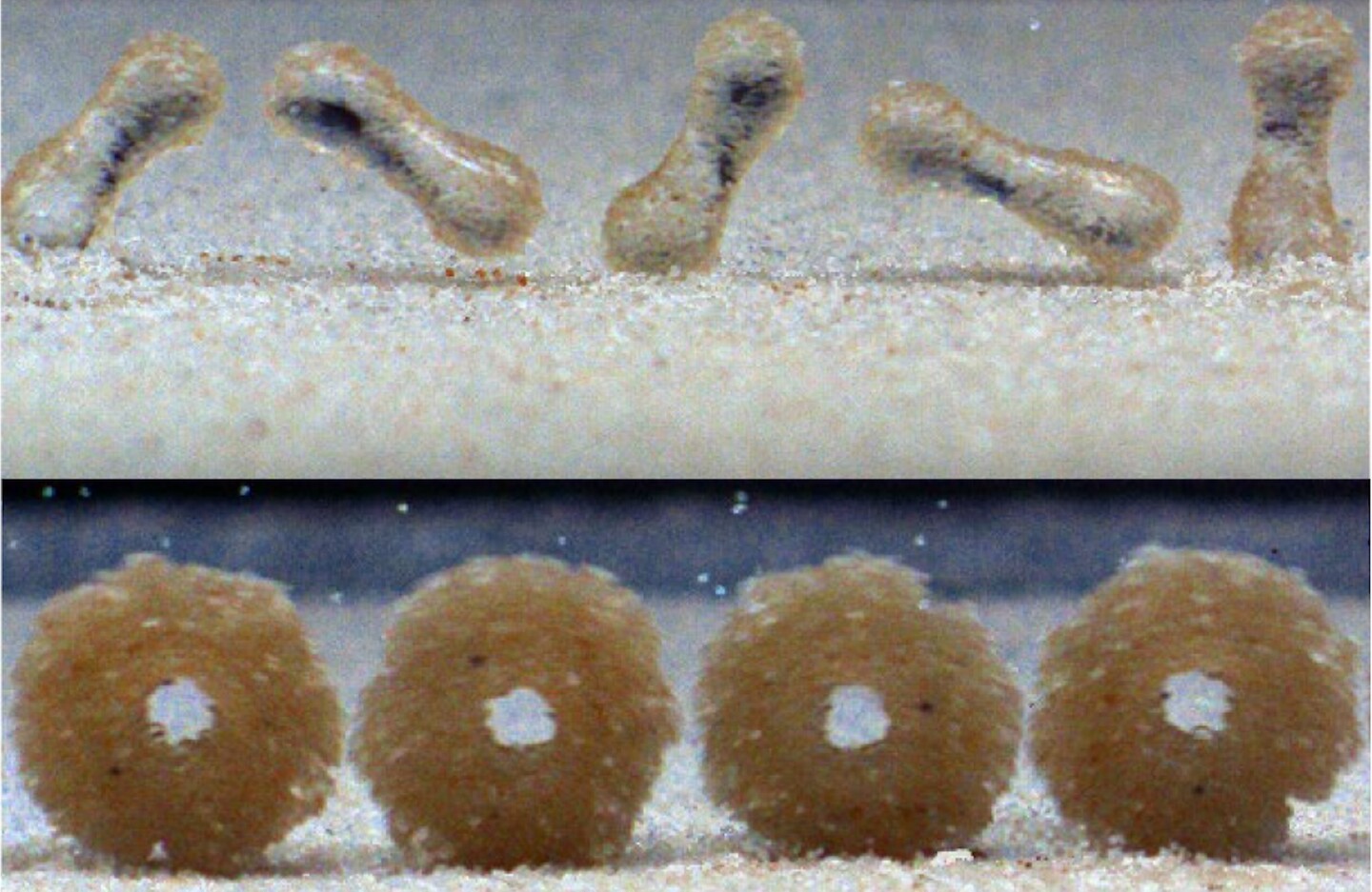 High-speed images of raindrops rolling on a sandy slope, forming peanut-shaped sandballs (top) and donut-shaped sandballs with hollow centers (bottom).