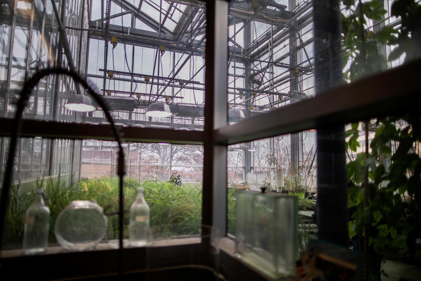 Inside of the greenhouse at the Carolyn Lynch Laboratories.