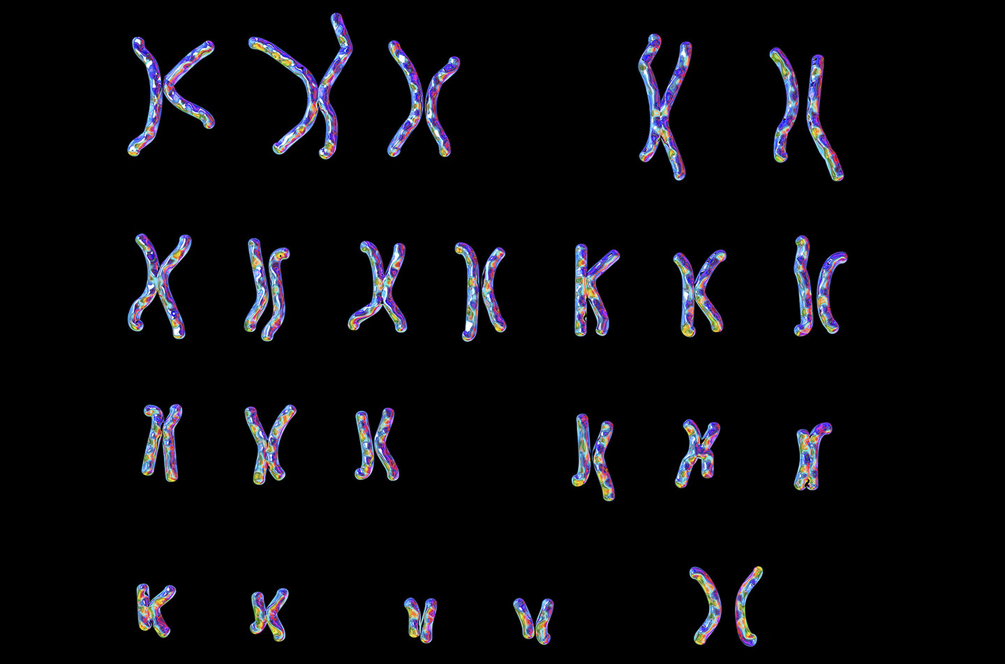 female chromosomes
