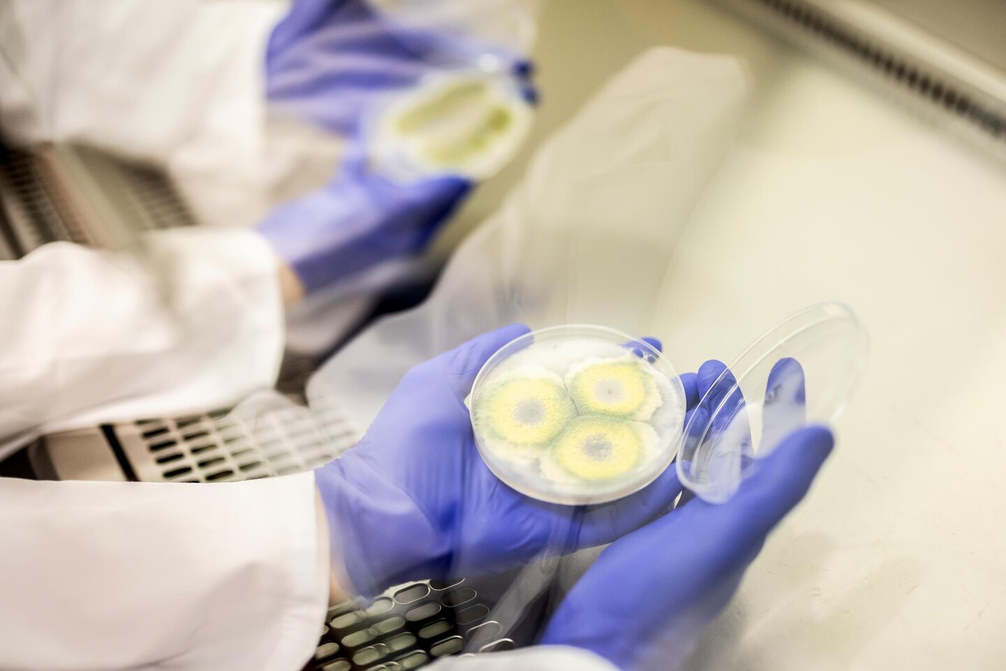 Researcher holds fungus in a petri dish.