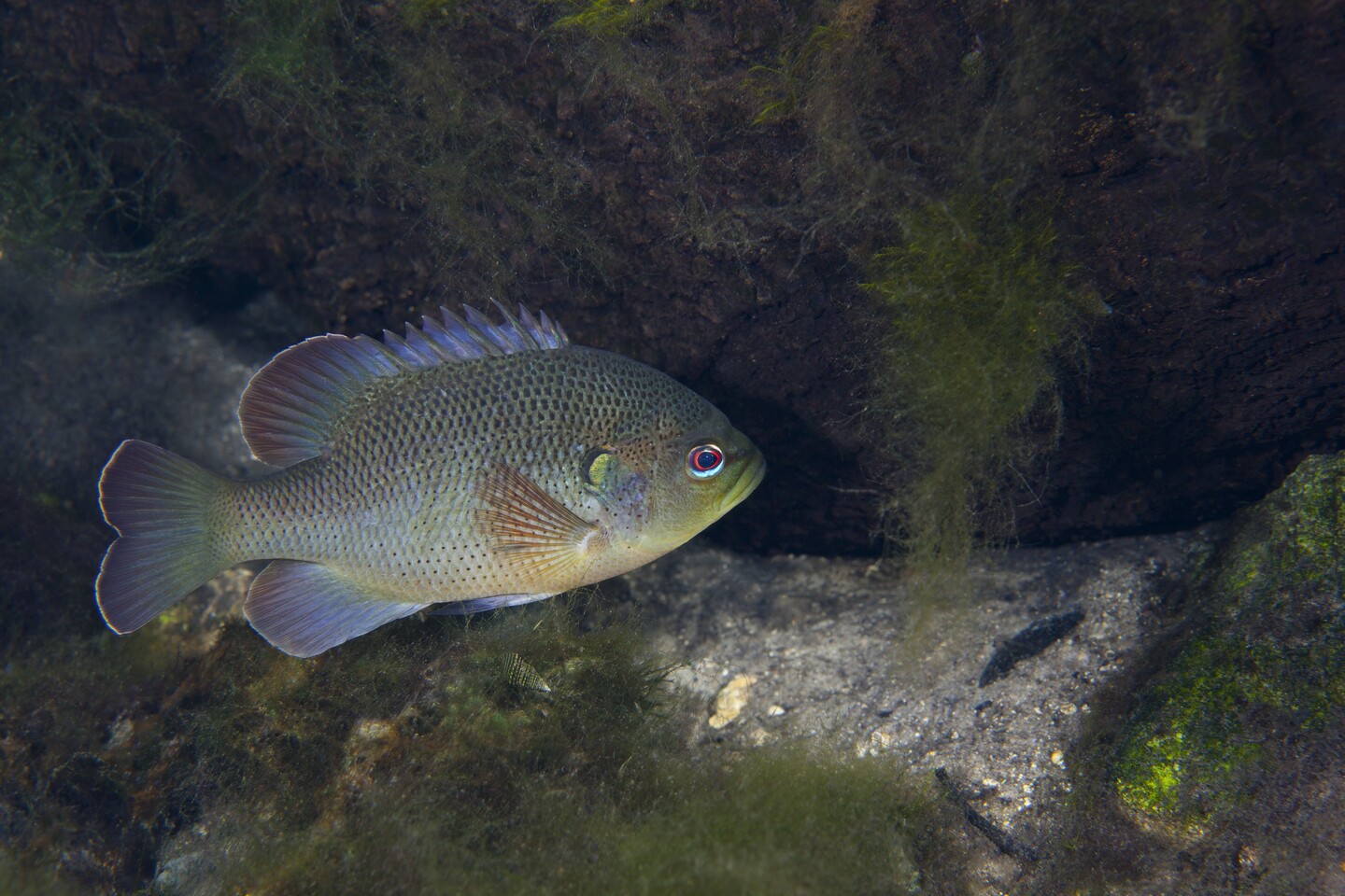 A Green Sunfish (Lepomis cyanellus) swimming along.