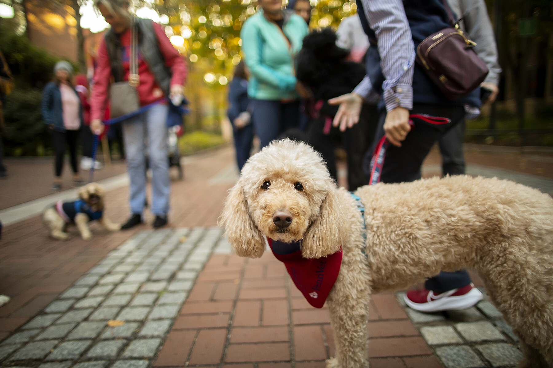 penn president liz magill's dog, olive