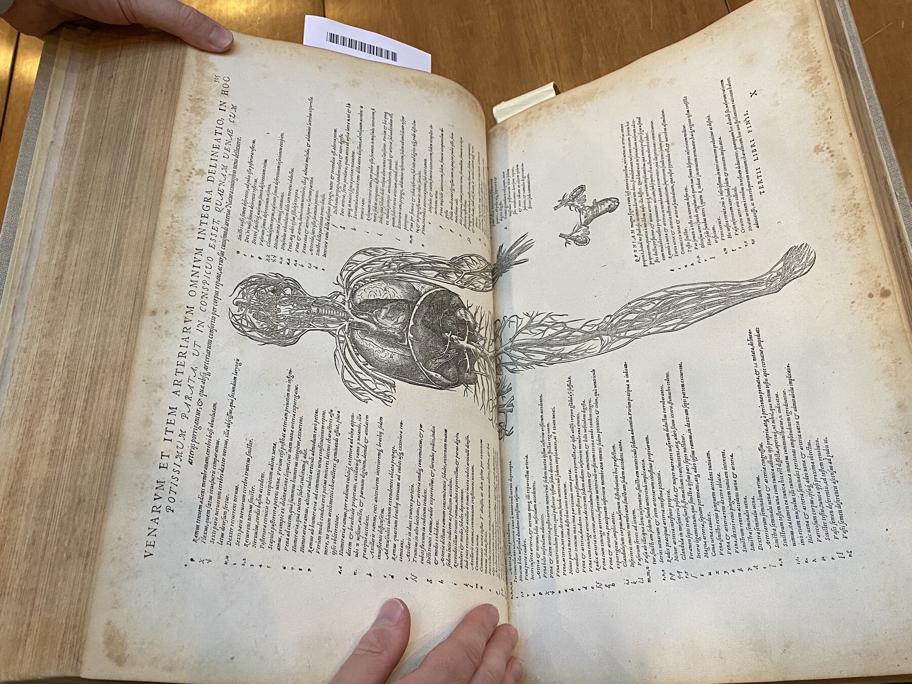 Hand-drawing of human anatomy in an ancient text.