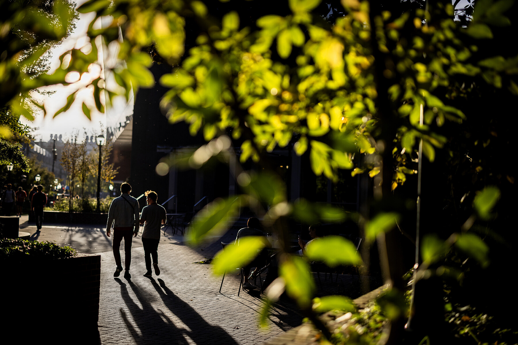 silhouette of two people walking among foliage