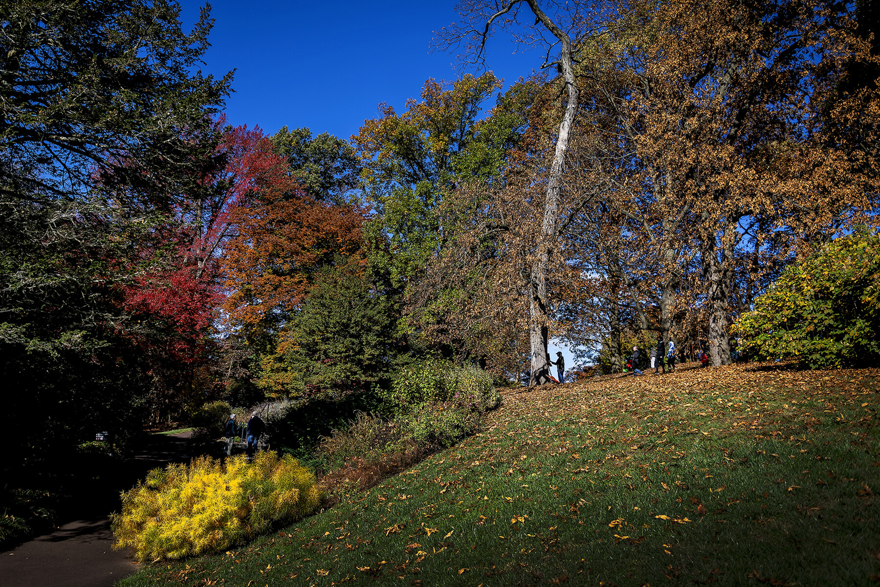 hillside in morris arboretum