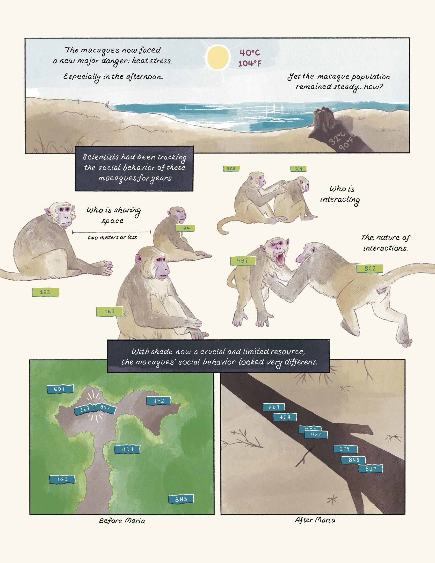 Artist depiction of ongoing primate research.