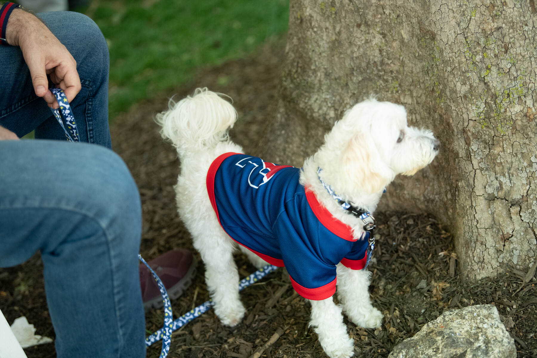 A dog wearing a Penn jersey during alumni weekend