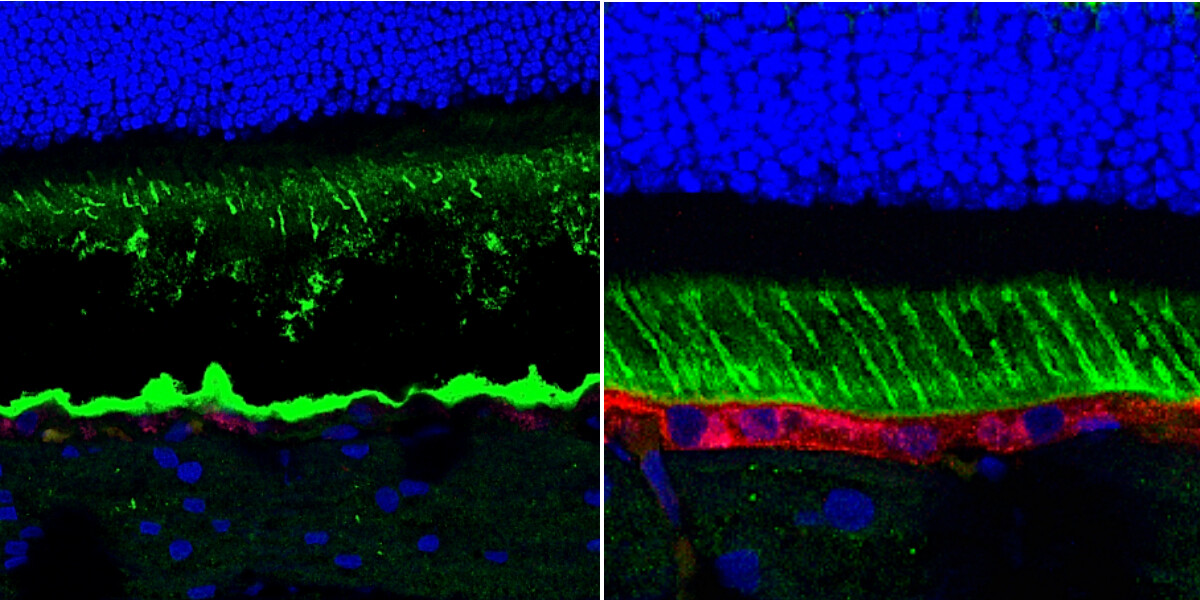 Guziewicz, Karina comparative histology