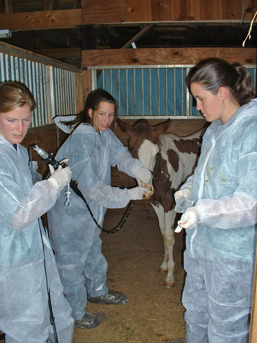 Boyle, Ashley with horse with strangles