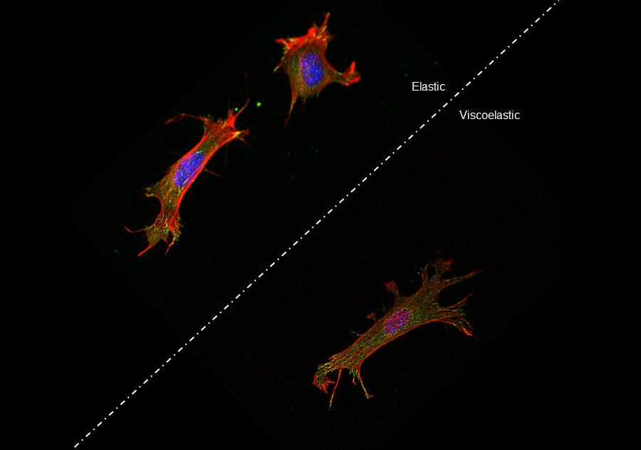 Cell Stiffness 