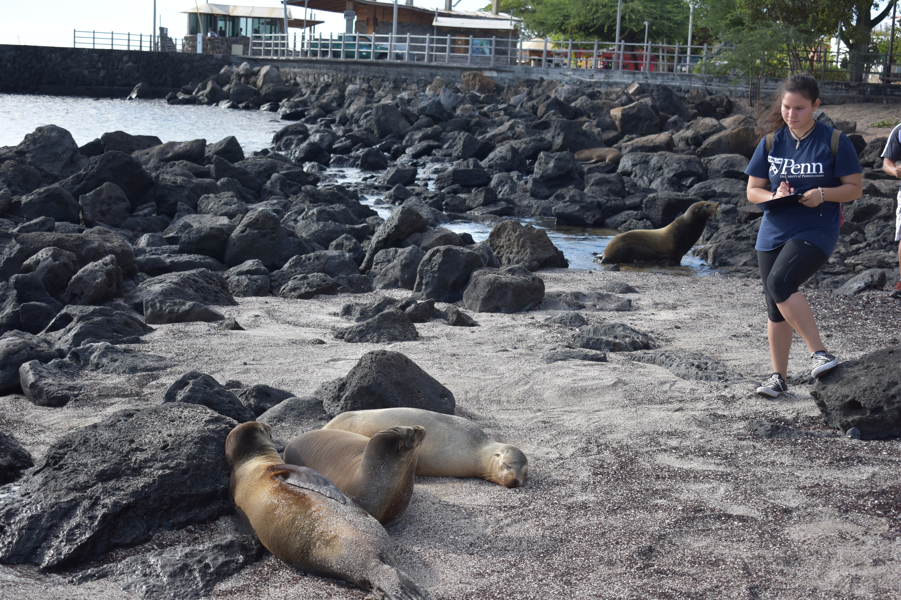 The Complicated Relationship Between Humans and Endangered Sea Lions in the Galápagos
