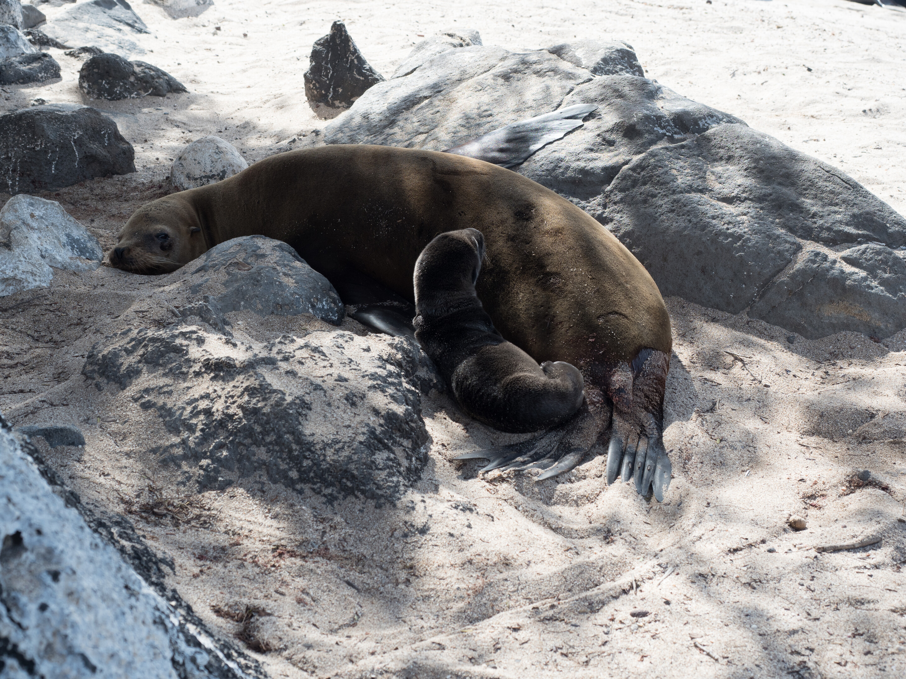 The complicated relationship between humans and endangered sea lions in the Galápagos