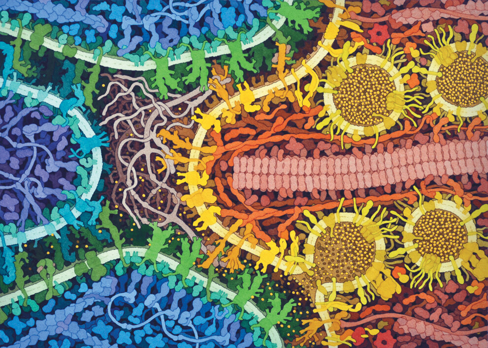 ribbon synapse