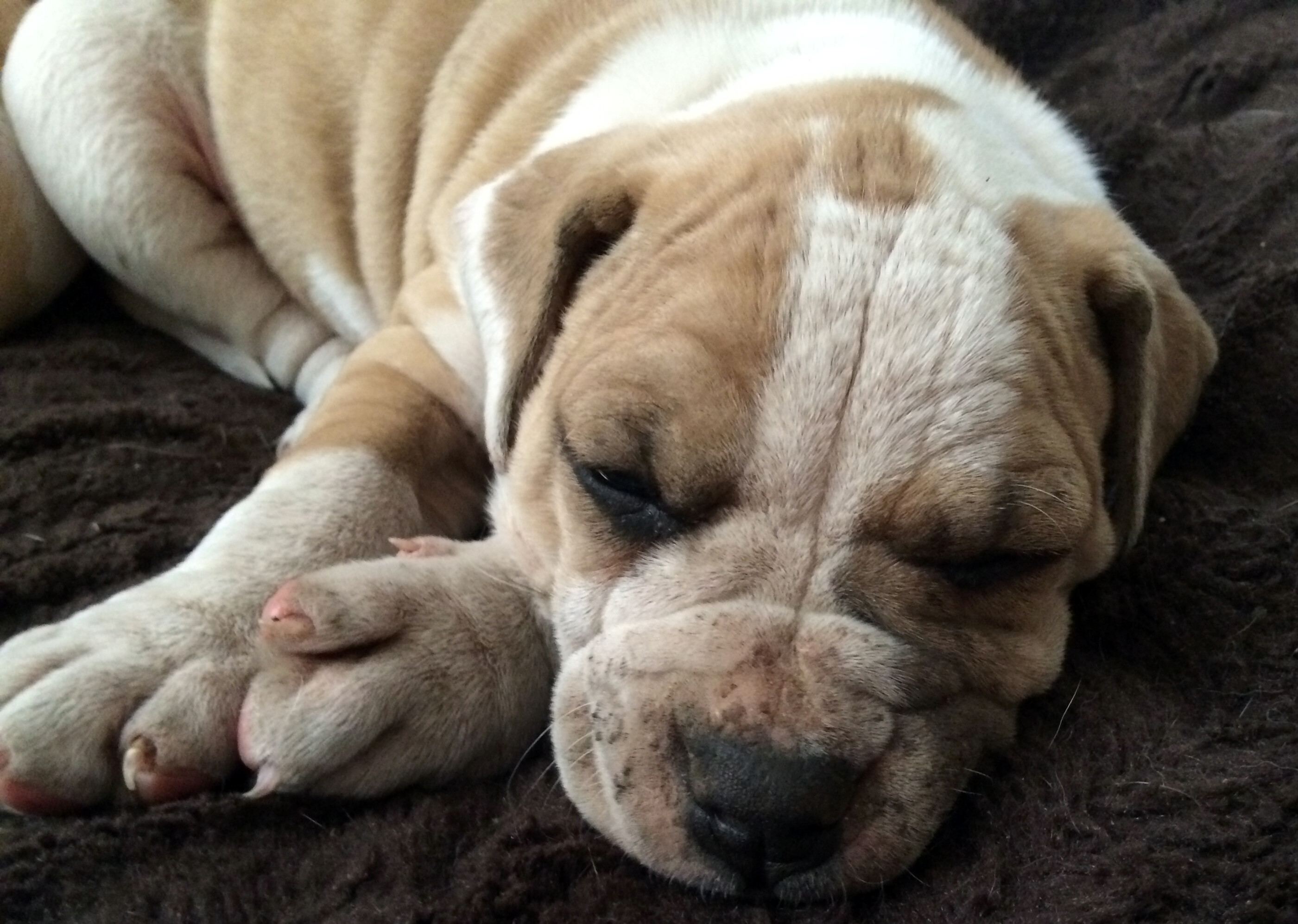 Mauldin ichthyosis dog