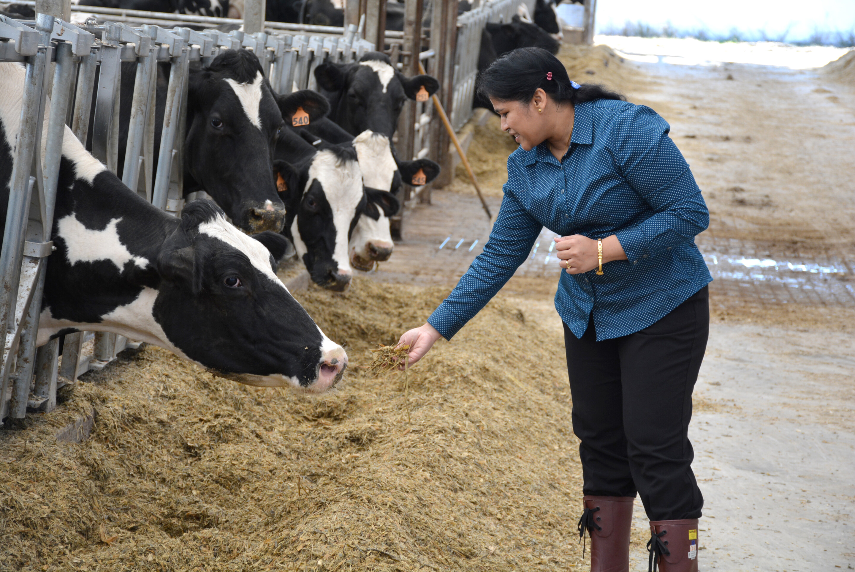 A cow reaches toward Dipti Pitta's hand, which holds food.
