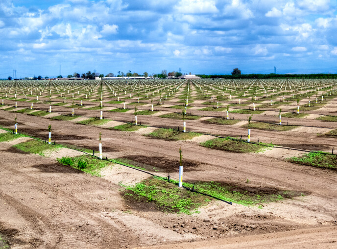 an irrigation field with minimal crops growing