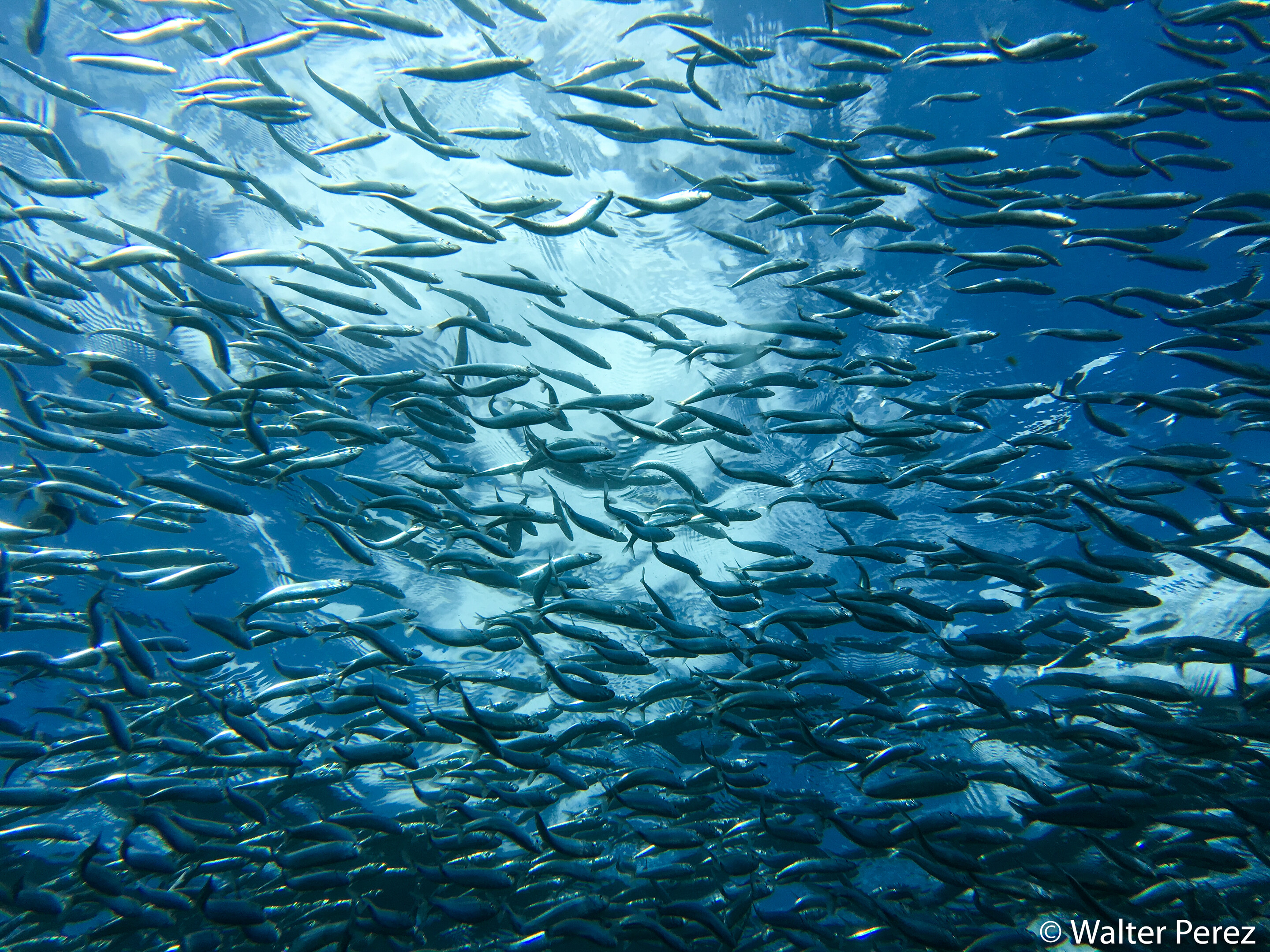 Fish near Santiago Island, Galápagos (©Walter Perez)